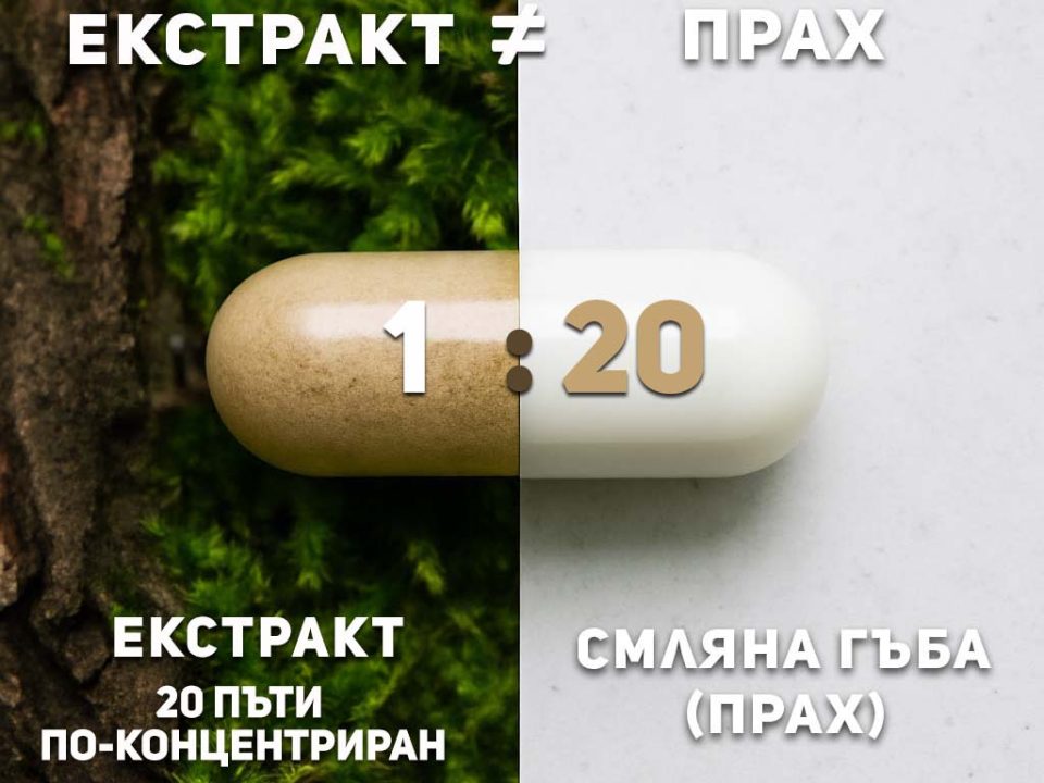 Сравнение между гъбен екстракт и смляна гъба прах — МикоФарм
